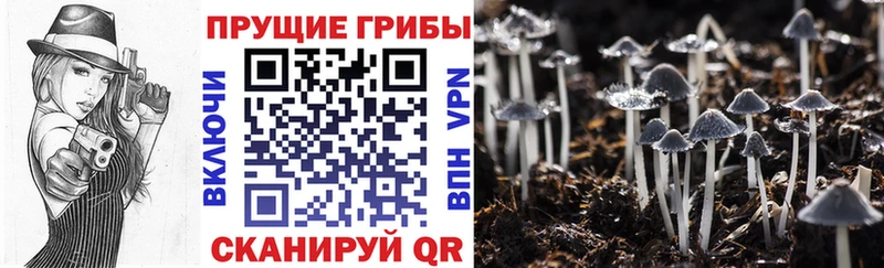 Псилоцибиновые грибы мицелий  где можно купить   Камызяк 